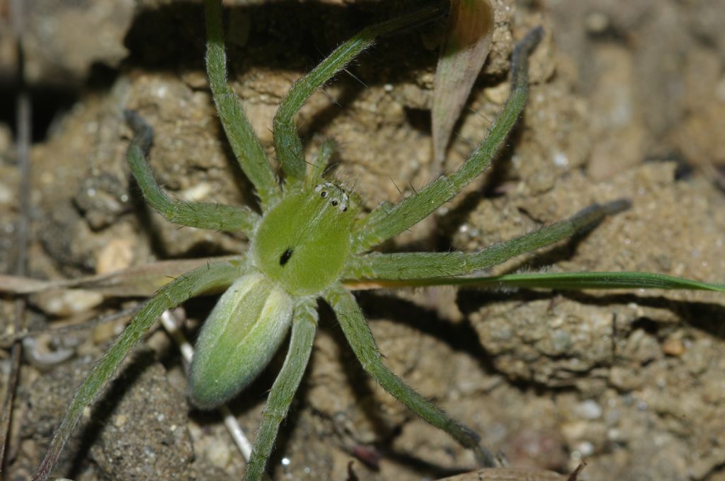 Micrommata ligurina - Arcavacata di Rende (CS)